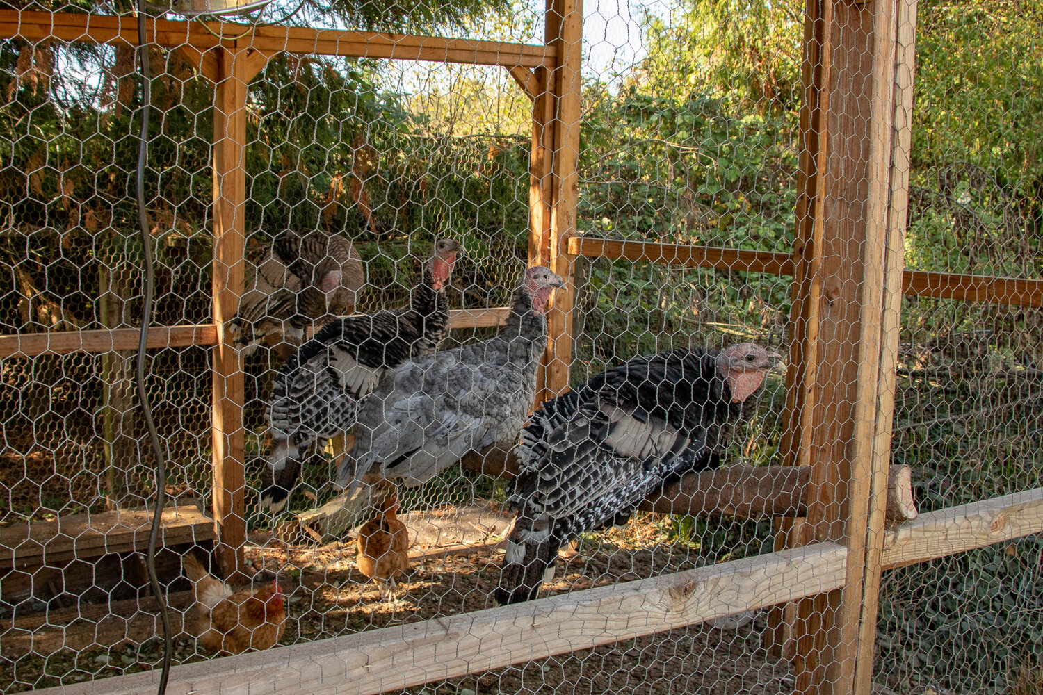 Turkeys sit on a perch in their coop at LaCamas Creek Farm in Onalaska on Sunday, Oct. 8.